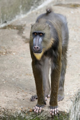 Young male Mandrill