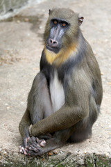 Young male Mandrill