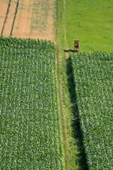 Maisfeld