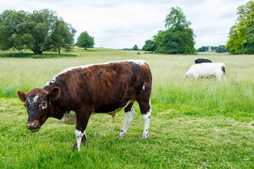 Big cow bull free range eating grass in an open grass green field meadow