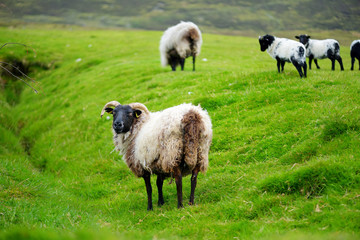 Obraz premium Sheep marked with colorful dye grazing in green pastures of Ireland