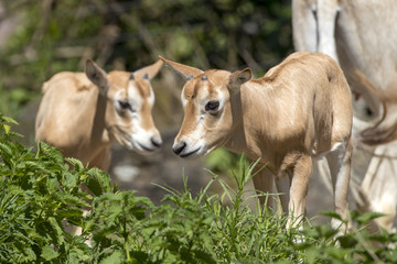 Obraz na płótnie Canvas scimitar horned oryx
