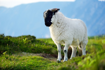 Fototapeta premium Sheep marked with colorful dye grazing in green pastures of Ireland