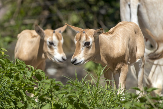 scimitar horned oryx