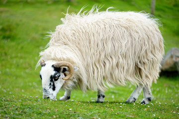 Sheep marked with colorful dye grazing in green pastures of Ireland