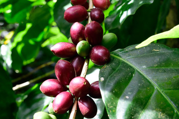 purple coffee beans
