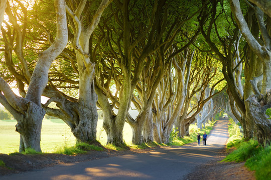 The Dark Hedges, an avenue of beech trees along Bregagh Road in County Antrim, Nothern Ireland