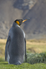 King Penguin, South Georgia Island, Antarctic