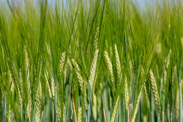 Fototapeta na wymiar Young green wheat crops growing in the Sussex countryside