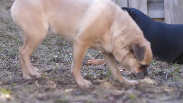 Two cute little dogs on grass enjoying themselves outside.
