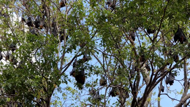 Lyle's flying fox (Pteropus lylei) on a tree.