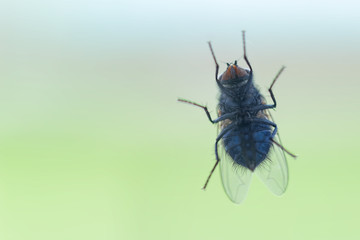 fly on the glass