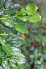 Fototapeta na wymiar Kaffir lime leaves.