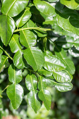 Kaffir lime leaves.