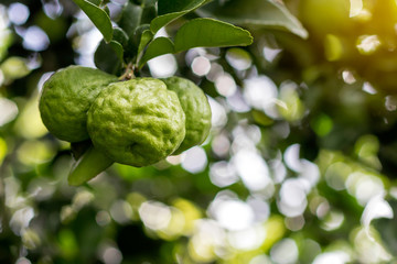 Three bergamot with blurred bokeh leaf.