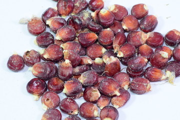 Seeds of red corn on white background