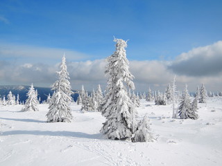 Snowy trees in Krkonoše