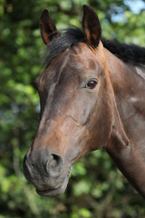 Obraz premium Brown horse with green background