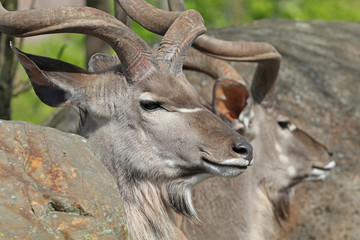 Two male kudu portrait