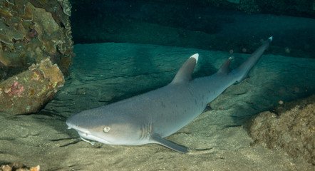 Fototapeta premium White Tipped Reef Shark in Hawai