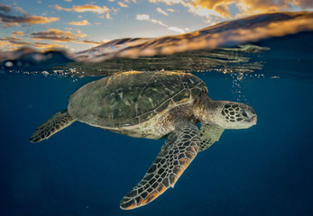 Sea Turtle in Hawaii at Sunset
