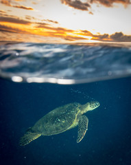 Fototapeta premium Sea Turtle in Hawaii at Sunset