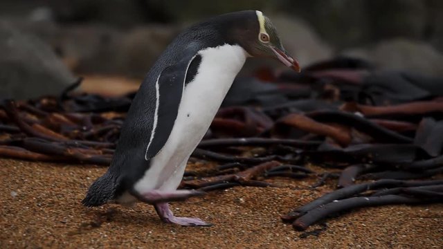 A yellow-eyed penguin walks along the shore near the roots of trees. Shevelev.