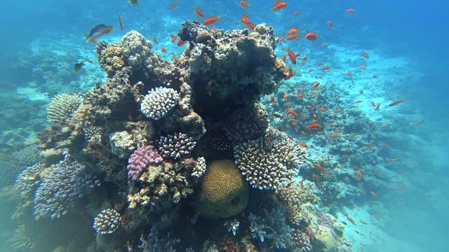 Rafa koralowa .Dahab. Egipt