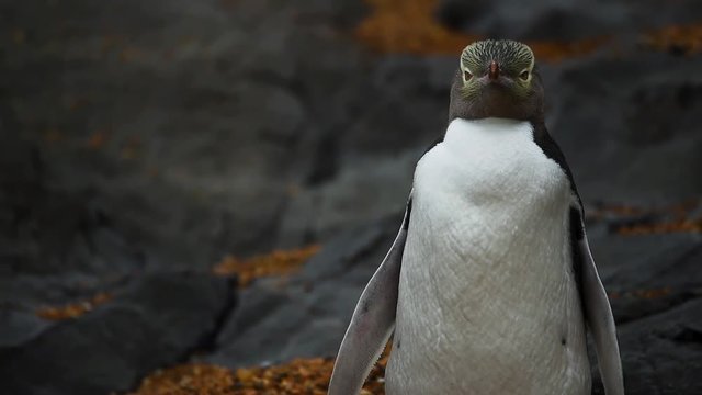 Close-up of a yellow-eyed penguin on a background of stones. Shevelev.