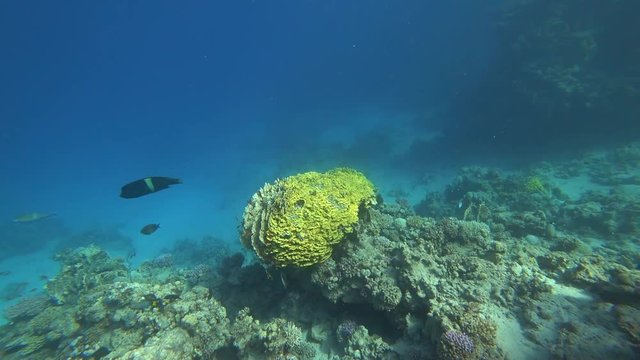 Rafa koralowa .Dahab. Egipt