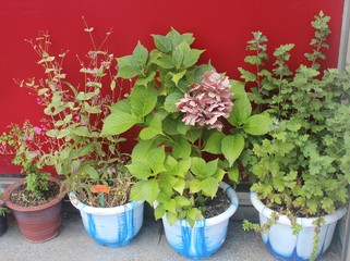 화분