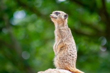 Meerkat standing up