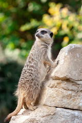 Curious Meerkat
