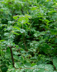 Large Green Bush with Leaves