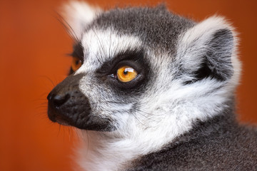 Closeup Lemur
