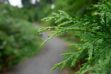 Pine Tree in Front of Blurry Path