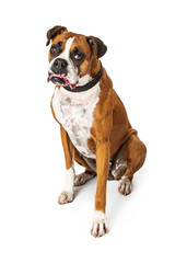 Adult Boxer Mix Dog With Underbite