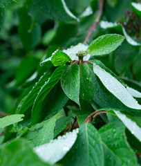 Fototapeta na wymiar Large Green Bush with Wet Leaves
