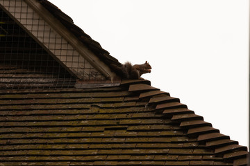 Fototapeta na wymiar Squirrel on the roof