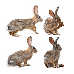Brown Rabbit in Four Positions © adogslifephoto