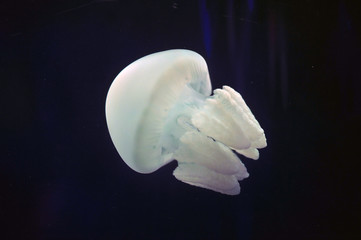 jellyfish