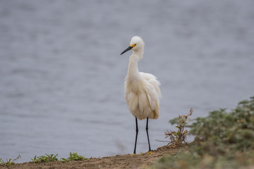 Fluffed up Snow White Egret ruffles his feathers to attract a mate on the estuary shore.