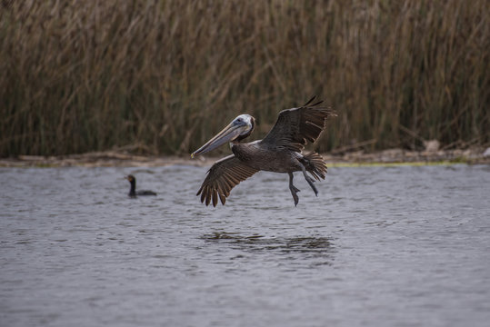 Big Brown Pelican descending upon pond surface water for a soft landing at the estuary.