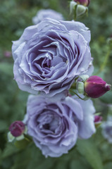 Roses blooming in the park