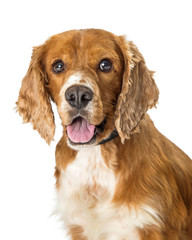 Closeup Cocker Spaniel Dog on White