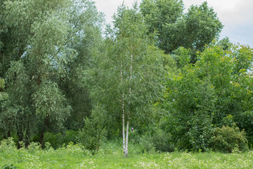 Obraz premium birch nature field forest summer environment in gray rainy day