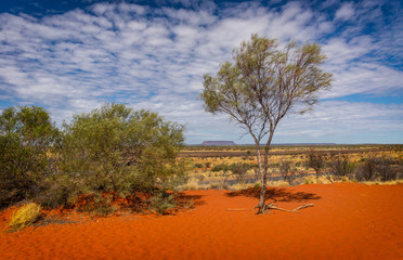 Fototapeta premium Australian outback near mount Conner in the northern territory.