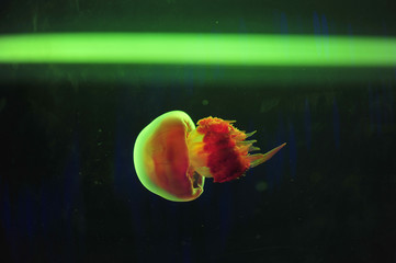 jellyfish
