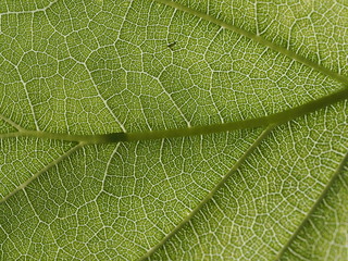 Little details of the fresh fig leaf