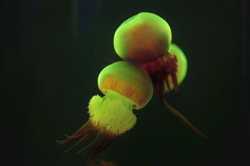 jellyfish